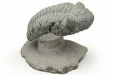 Drotops Trilobite With White Patina - Mrakib, Morocco #235809-5